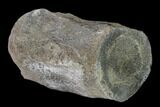 Fossil Whale Lumbar Vertebra - South Carolina #137583-3
